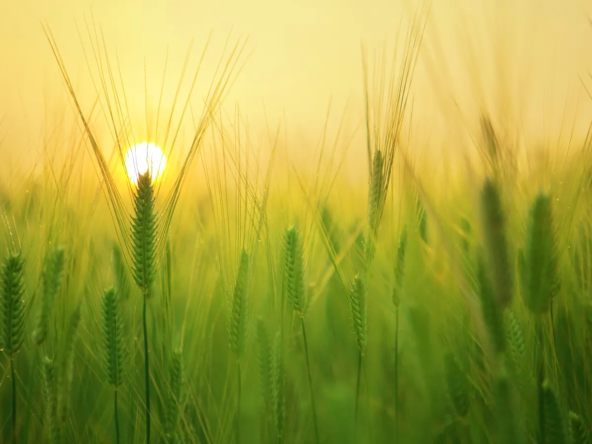 The Benefits of Organic Farming: Why It Matters