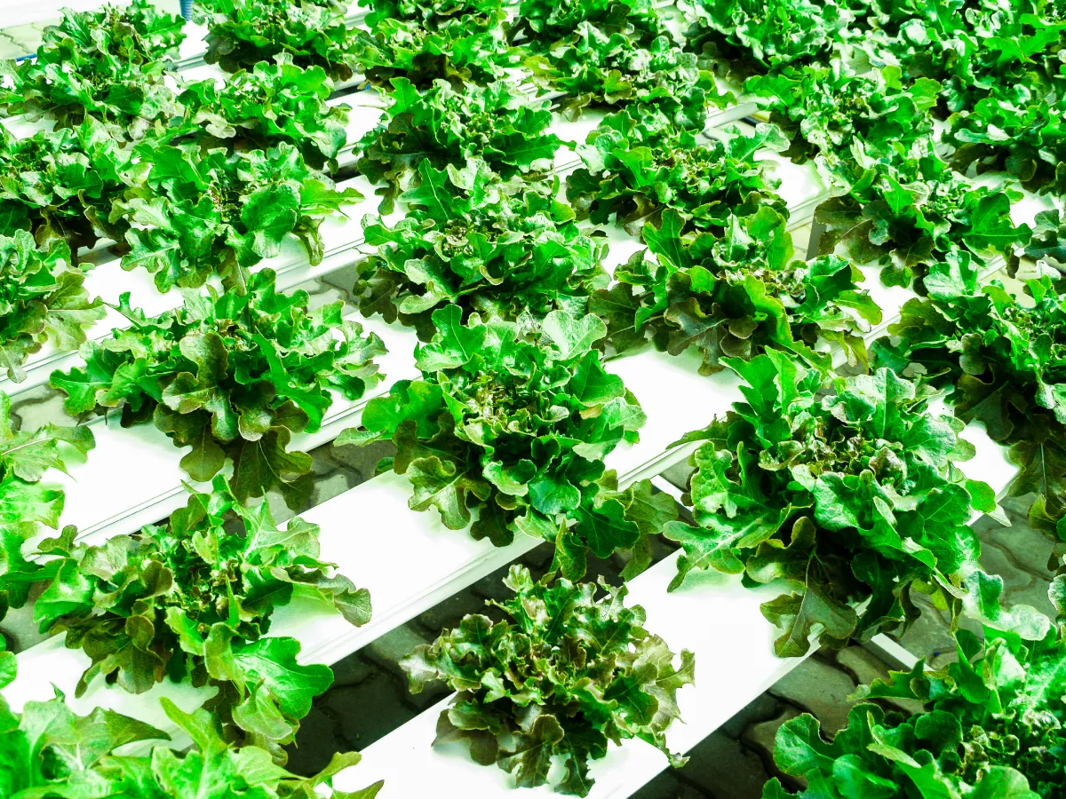 The Role of Technology in Modern Farming