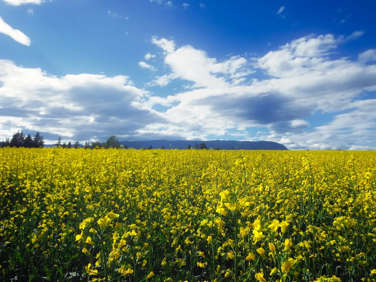 How to Start a Small-Scale Farm: Tips for Beginners