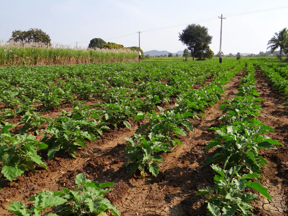 A Seasonal Guide to Growing Crops